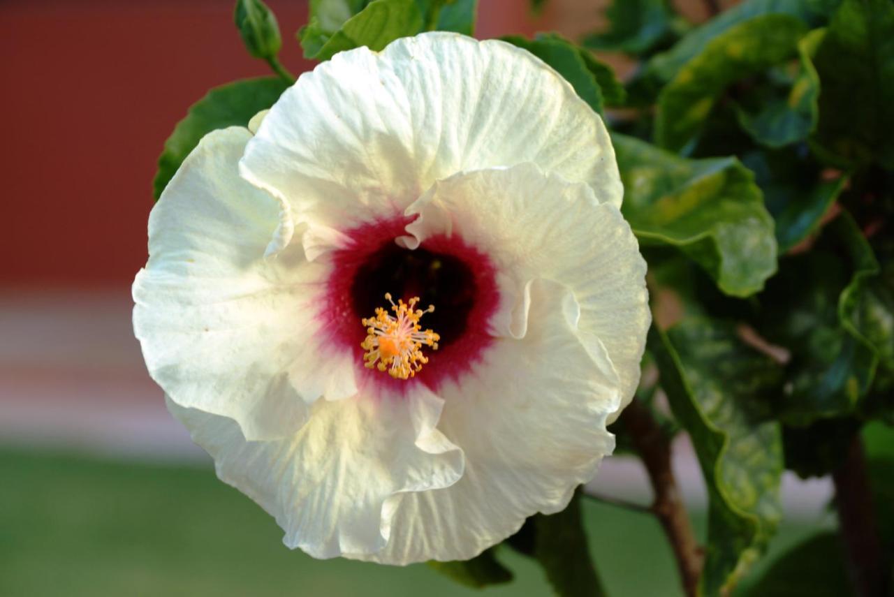 בבריבה Pousada Dos Hibiscos מראה חיצוני תמונה